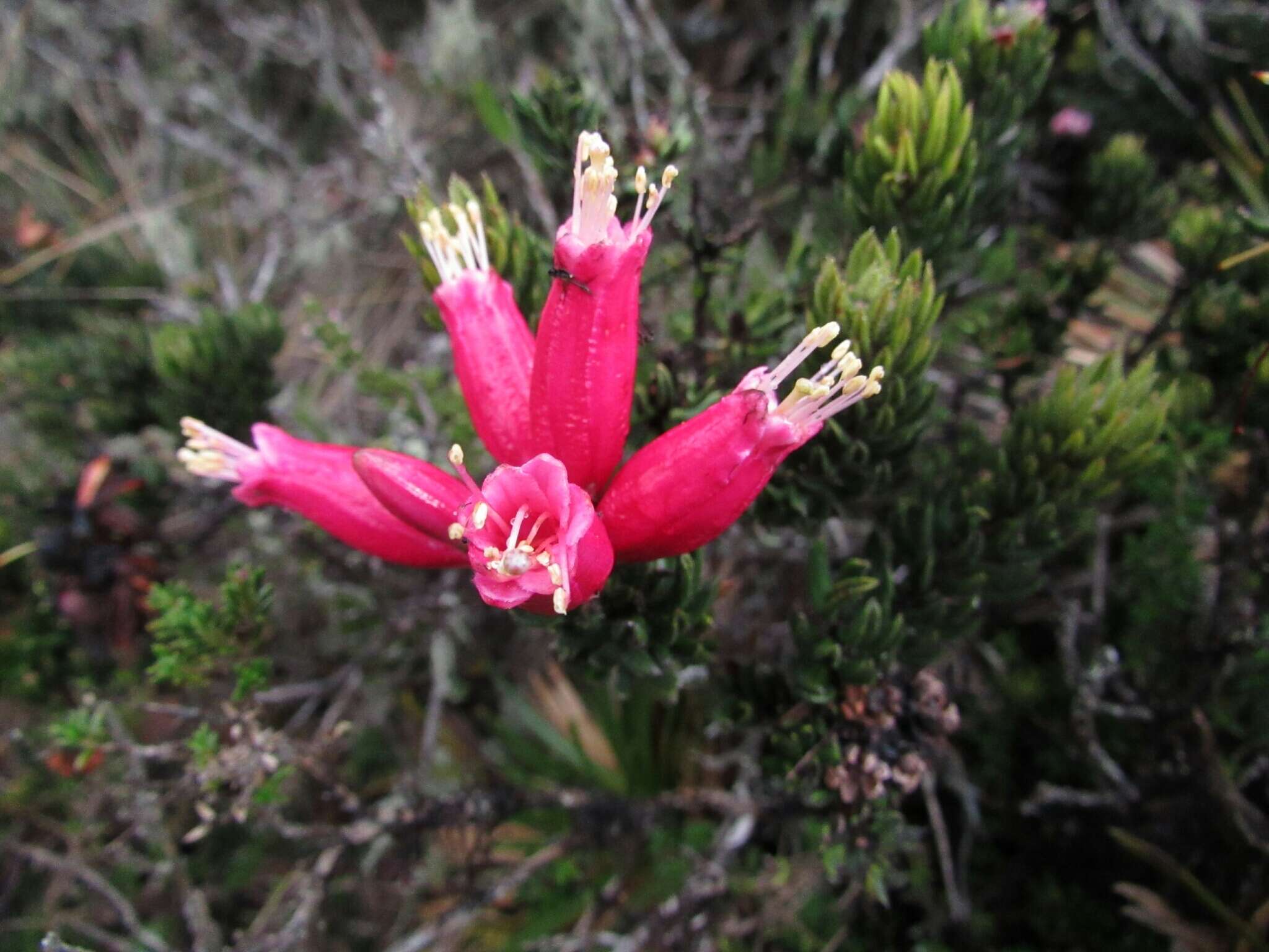 Image de Bejaria resinosa Mutis ex L. fil.