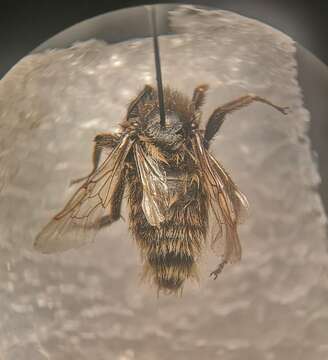 Image of Bombus barbutellus (Kirby 1802)