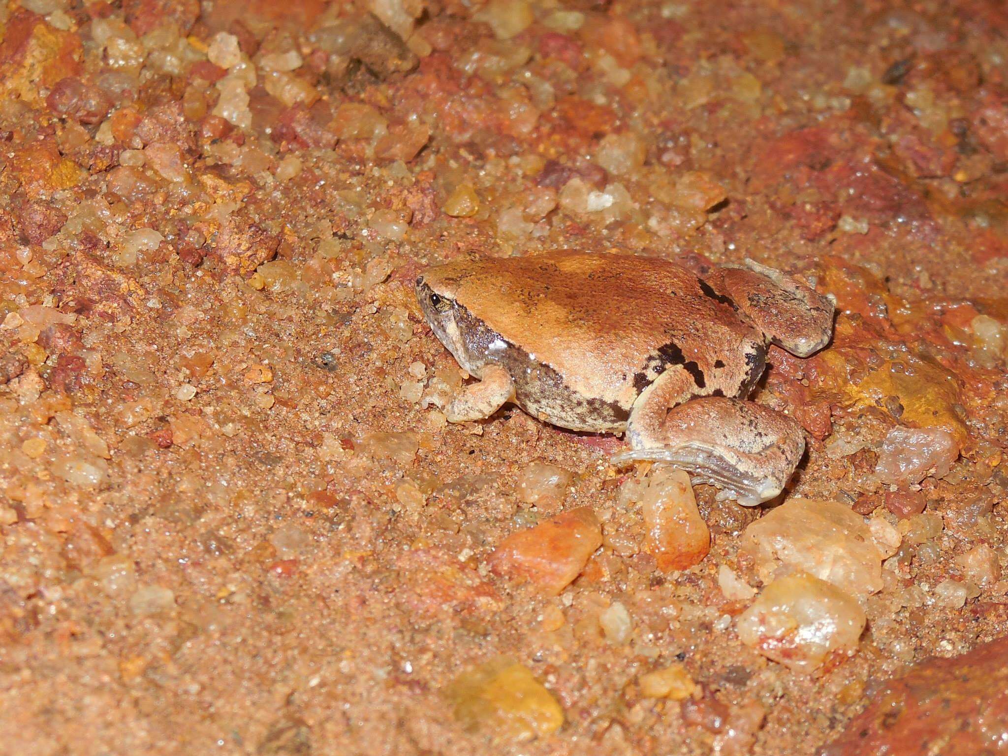 Image of Jerdon’s narrow-mouthed frog