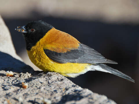 Слика од Phrygilus atriceps (d'Orbigny & Lafresnaye 1837)