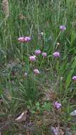 Image of Armeria alpina subsp. halleri (Wallr.) Nym.
