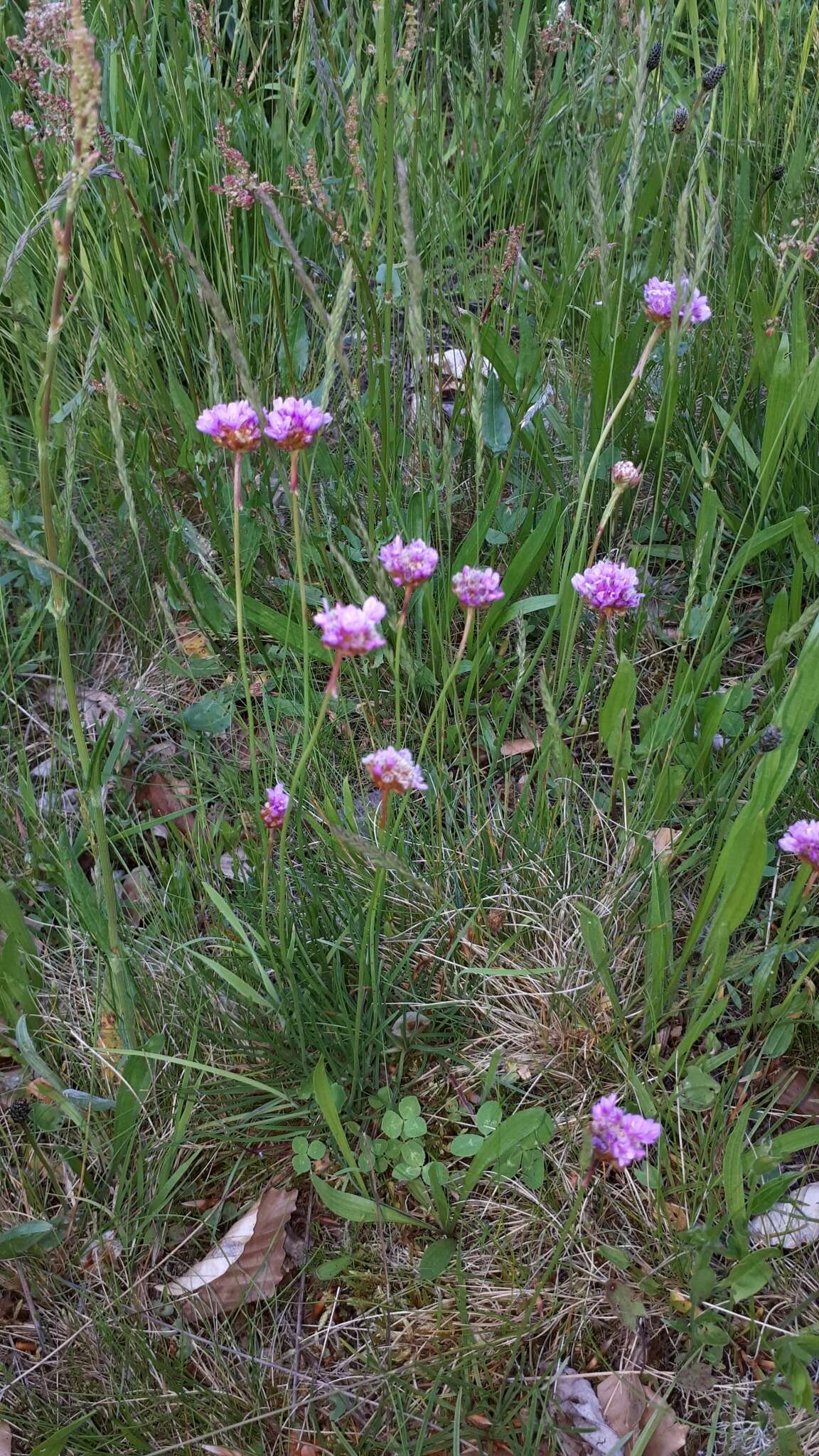 Image of Armeria alpina subsp. halleri (Wallr.) Nym.