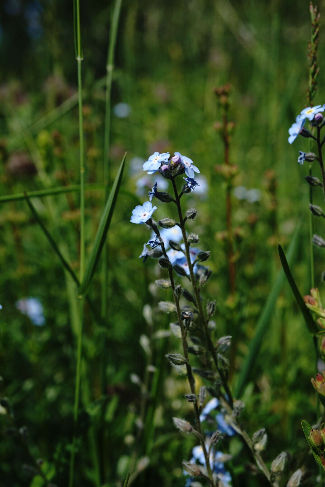 Plancia ëd Myosotis lithospermifolia (Willd.) Hornem.