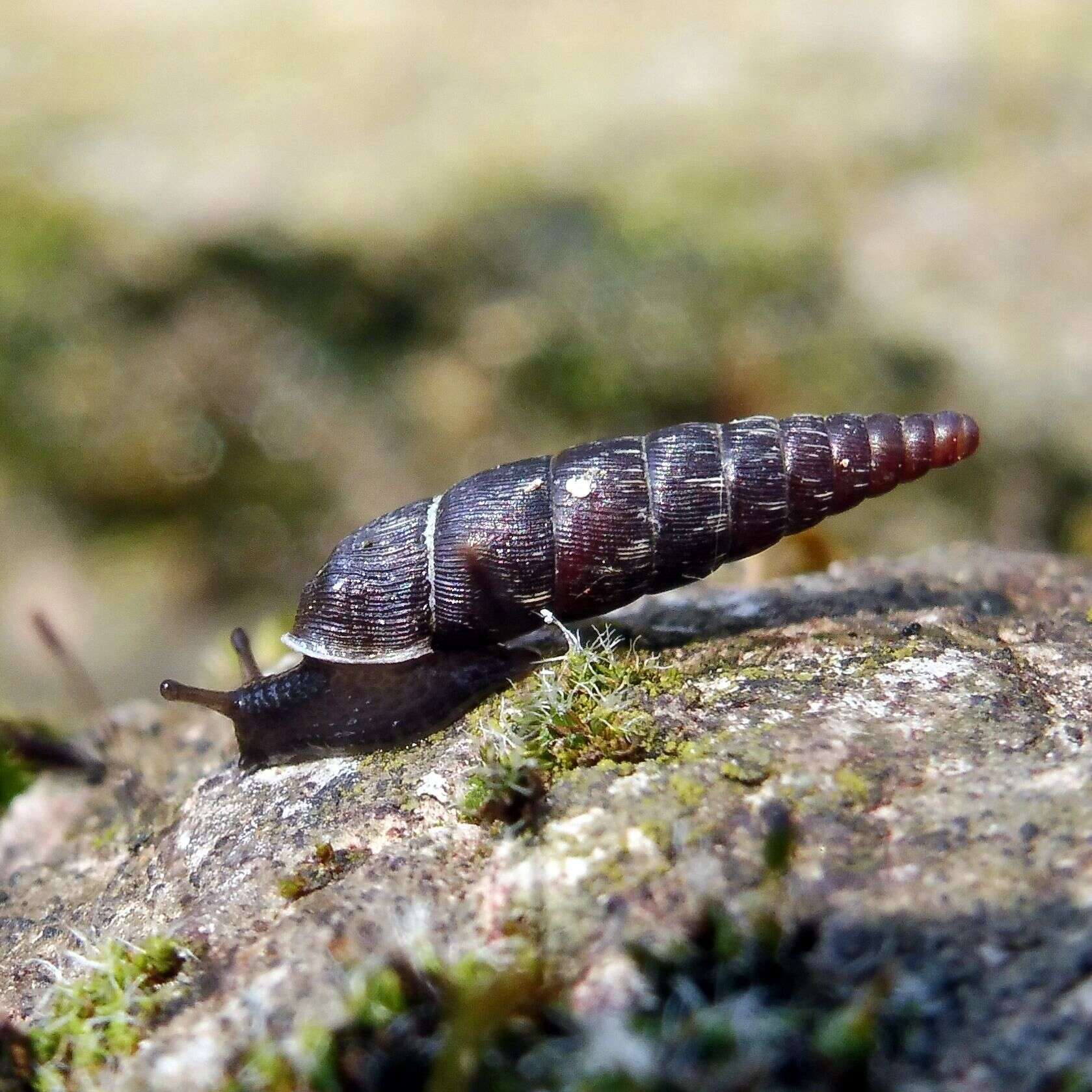 Image of two-toothed door snail