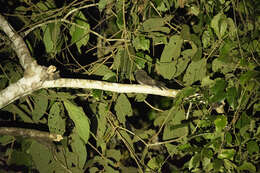 Image of Silky-tailed Nightjar