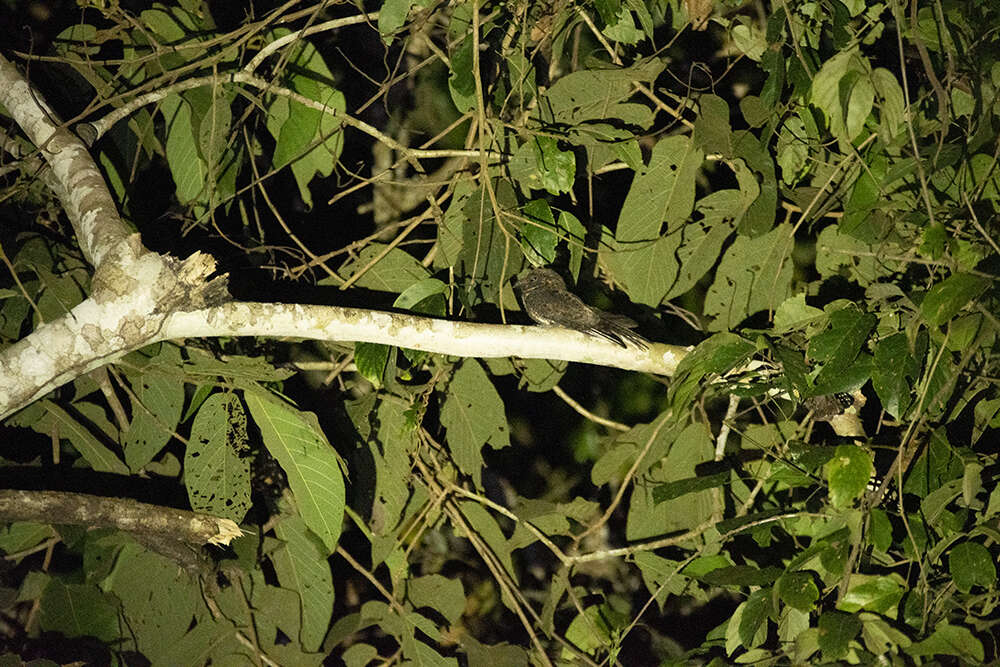Image of Silky-tailed Nightjar