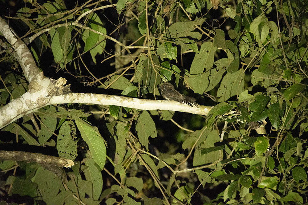 Plancia ëd Antrostomus sericocaudatus Cassin 1849