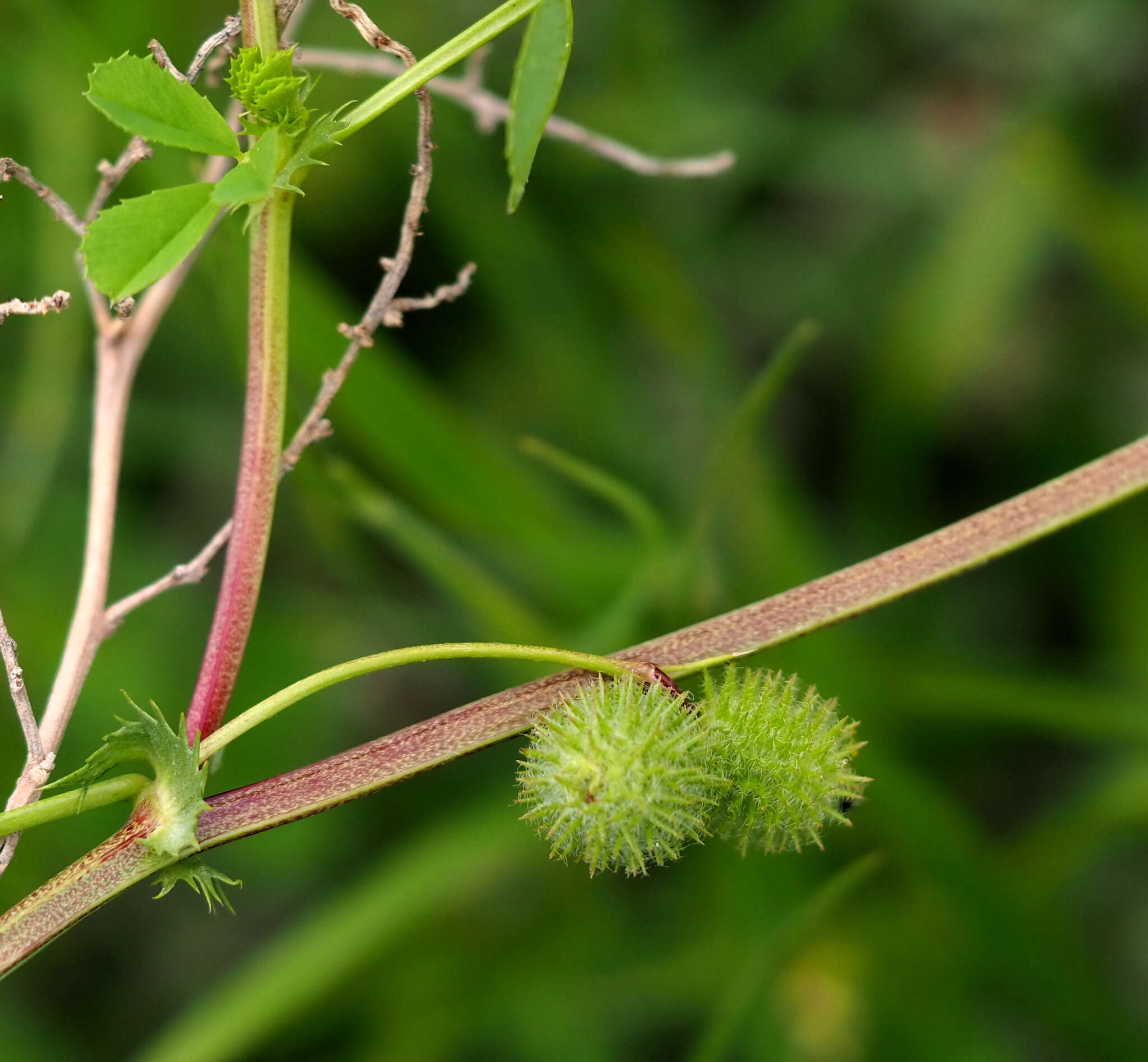 Image of Medicago intertexta subsp. ciliaris (L.) Ponert