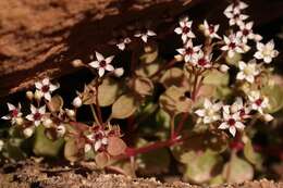 Image of Crassula dentata Thunb.