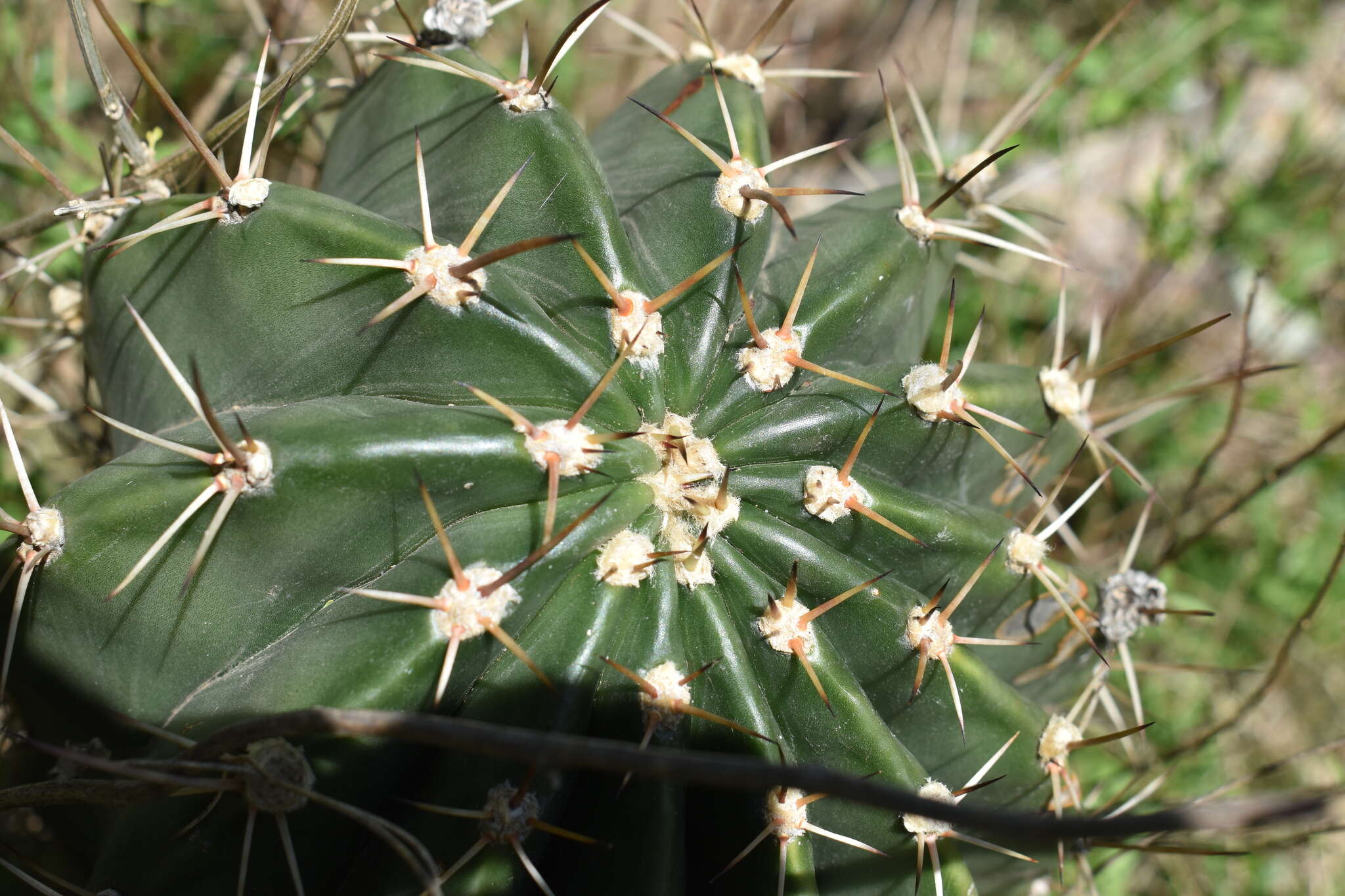 Image of Echinopsis rhodotricha K. Schum.