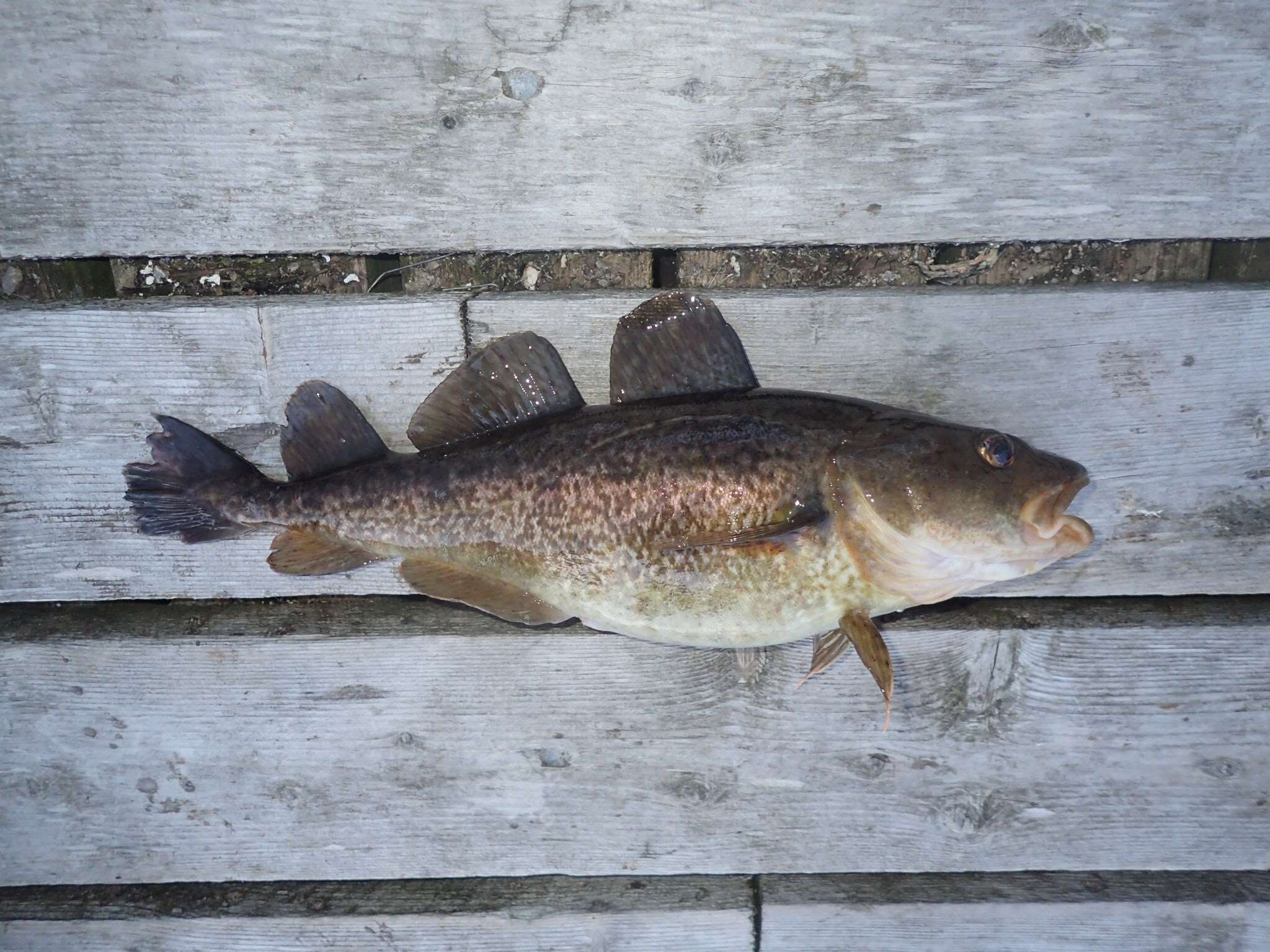 Image of Greenland Cod