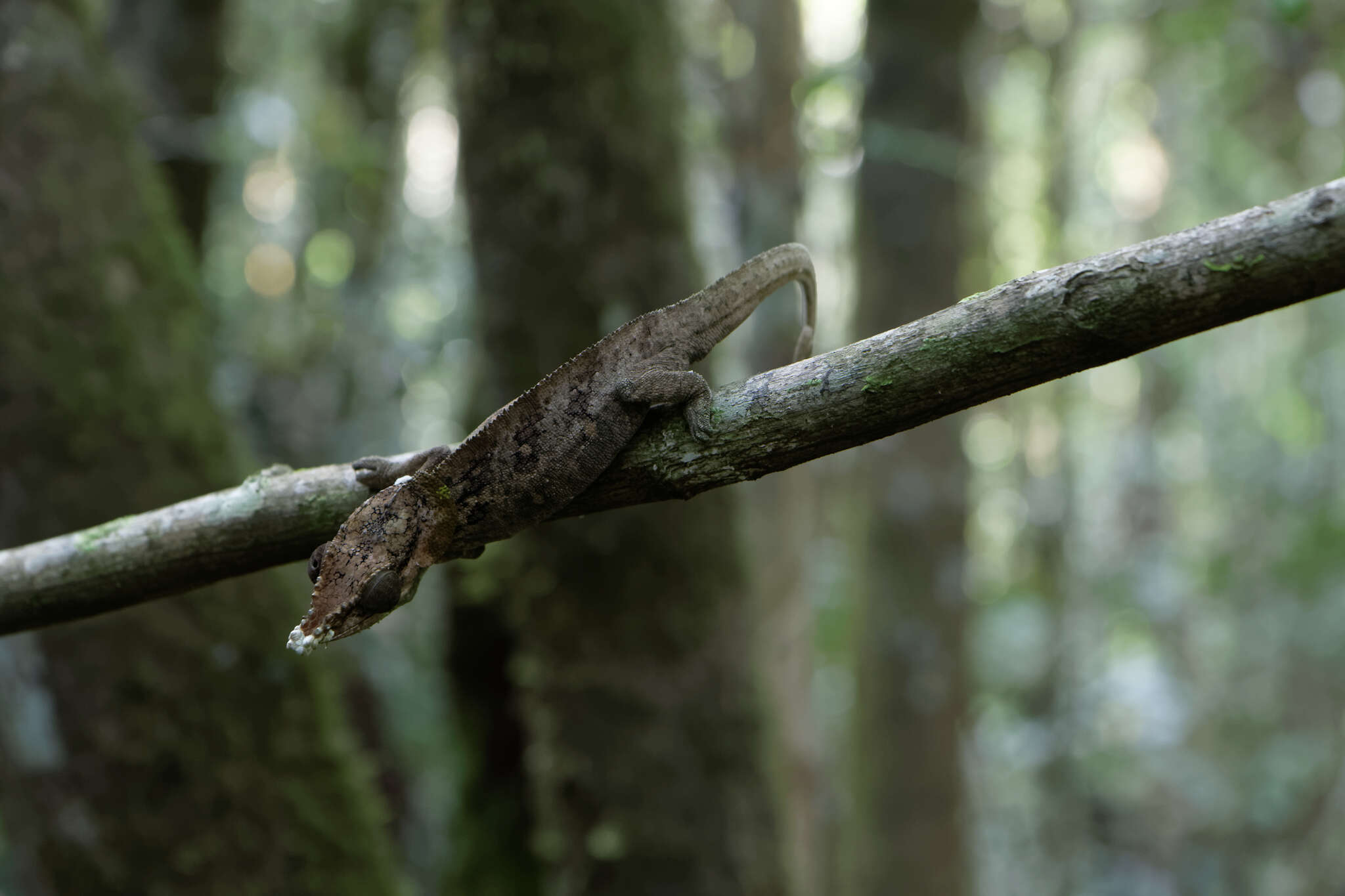 Image of Yellow-green Chameleon