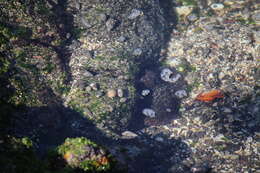 Image of Galapagos Reef Octopus