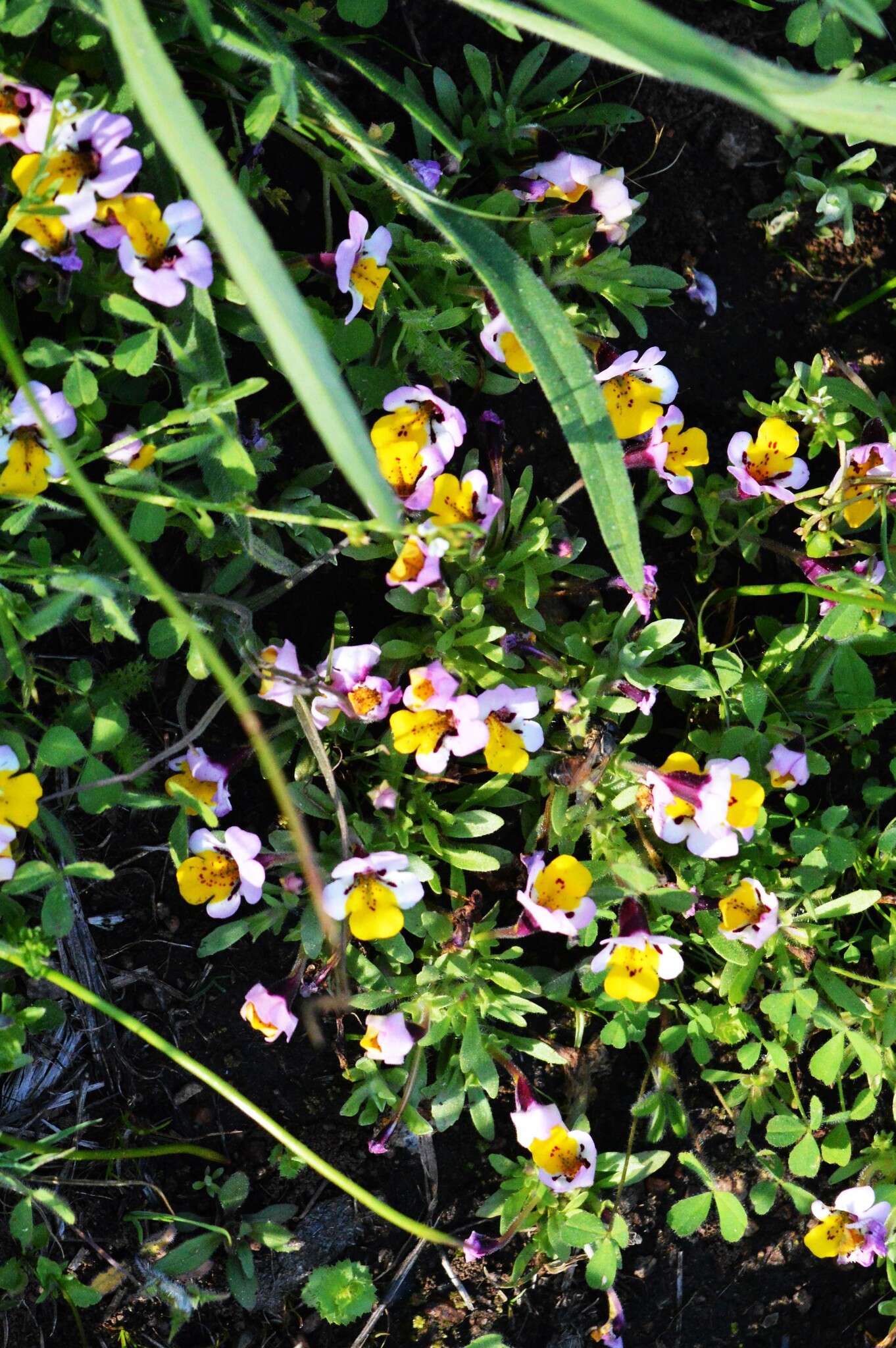 Image of Yellow-Lip Pansy Monkey-Flower