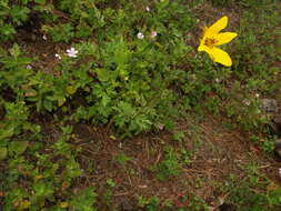 Image of Bidens triplinervia Kunth