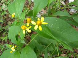 Image de Greenmaniella resinosa (S. Wats.) Sharp