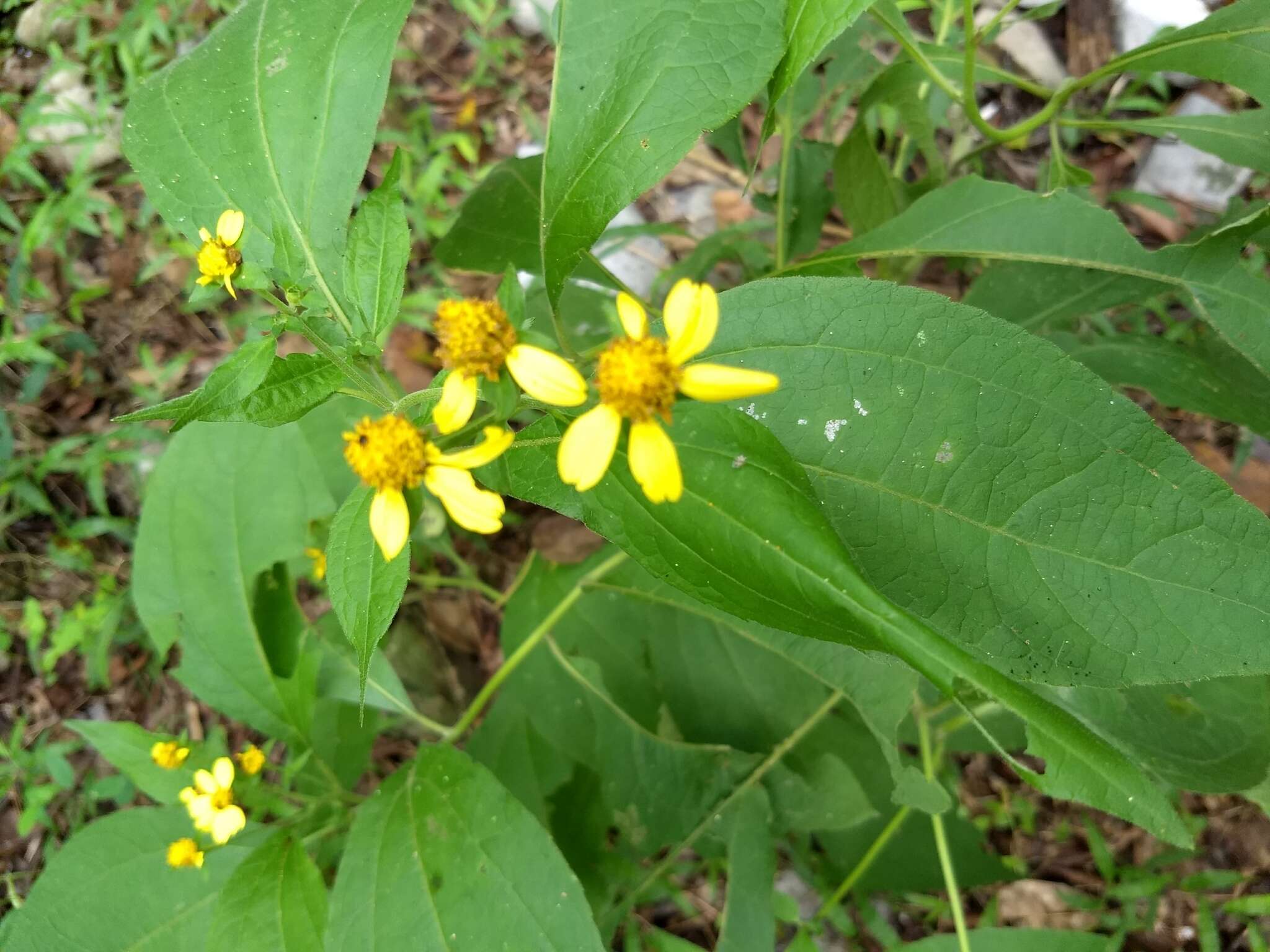 Image of Greenmaniella resinosa (S. Wats.) Sharp