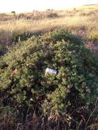 Imagem de Eriogonum arborescens Greene