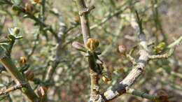 Imagem de Tetraena chrysopteros (Retief) Beier & Thulin