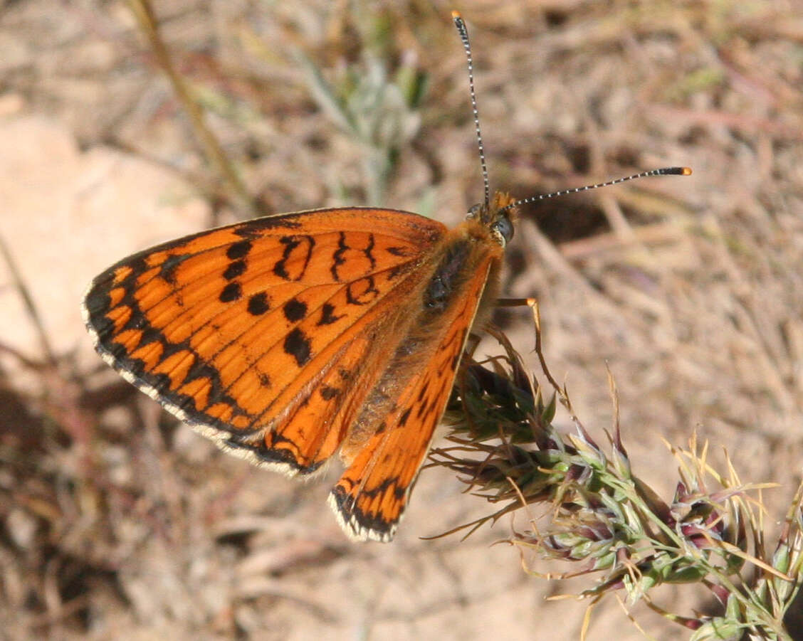 Image of Melitaea arduinna Esper 1783