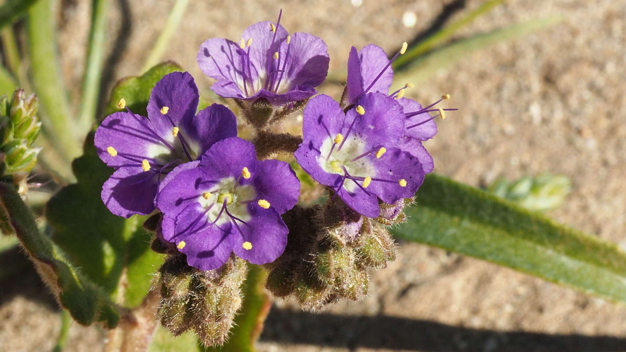 Image of purplestem phacelia