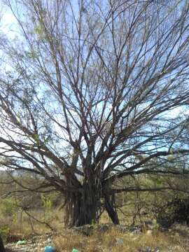 Image of Ficus pertusa L. fil.