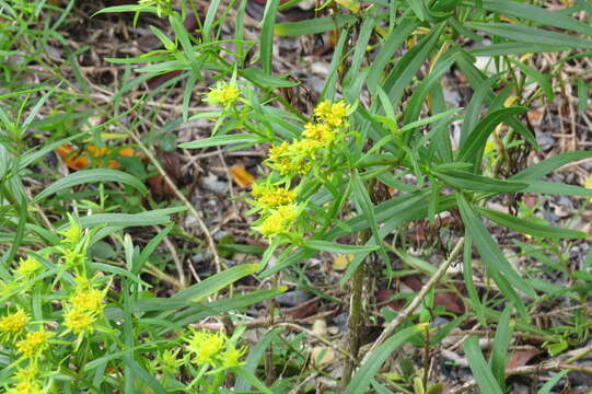 Image of Florida Yellowtops