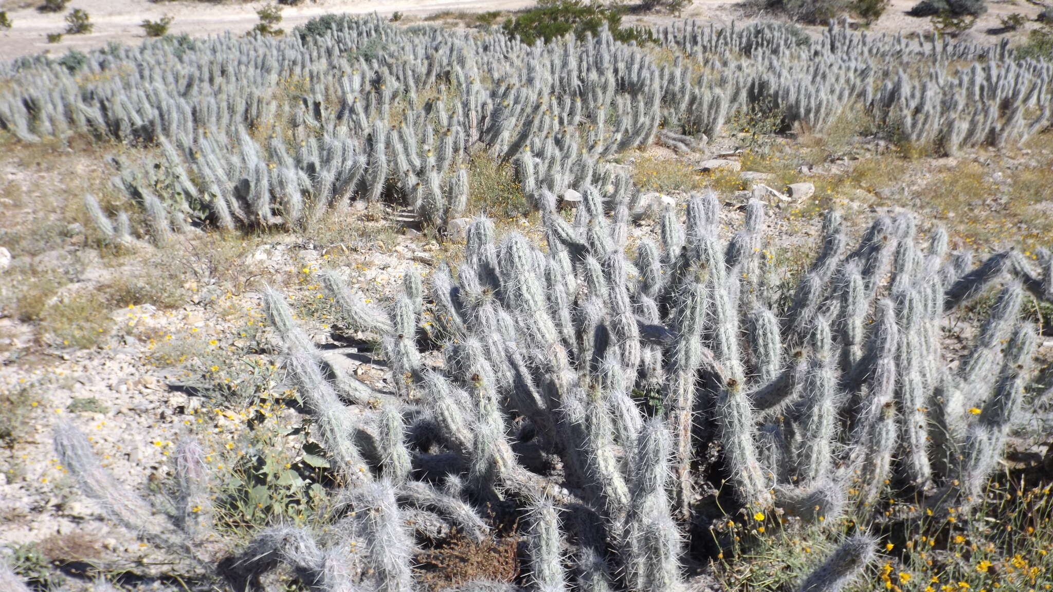 Image of Grusonia bradtiana (J. M. Coult.) Britton & Rose