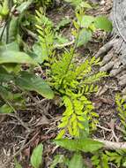 Image of Phyllanthus myrtifolius (Wight) Müll. Arg.