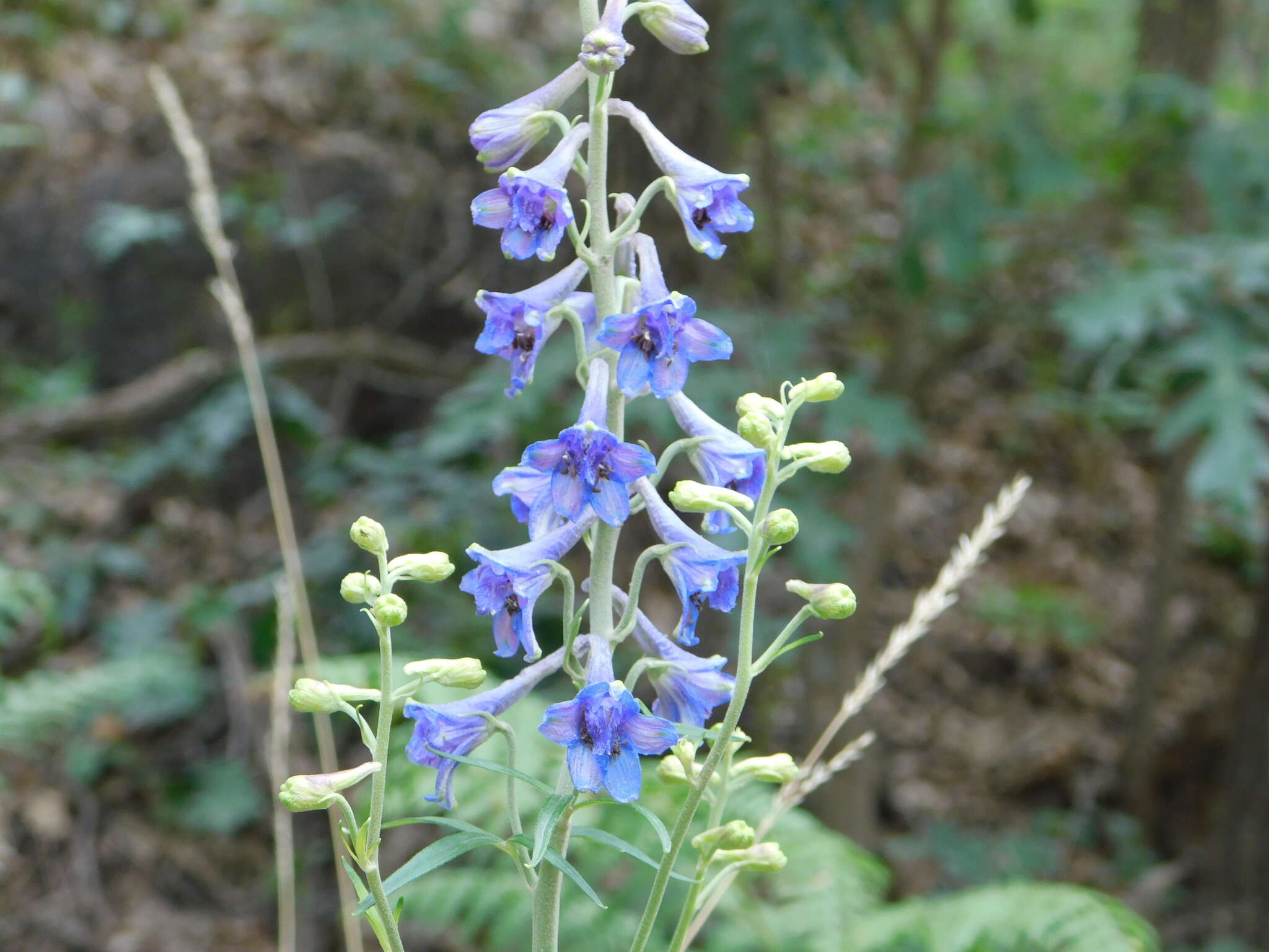 Plancia ëd Delphinium geraniifolium Rydb.