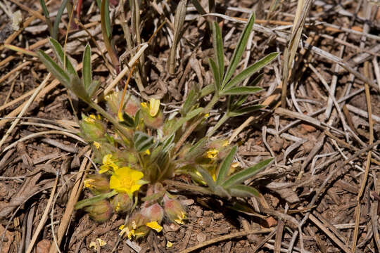 Image of elegant cinquefoil