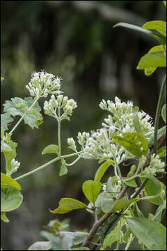 Mikania cordifolia (L. fil.) Willd. resmi