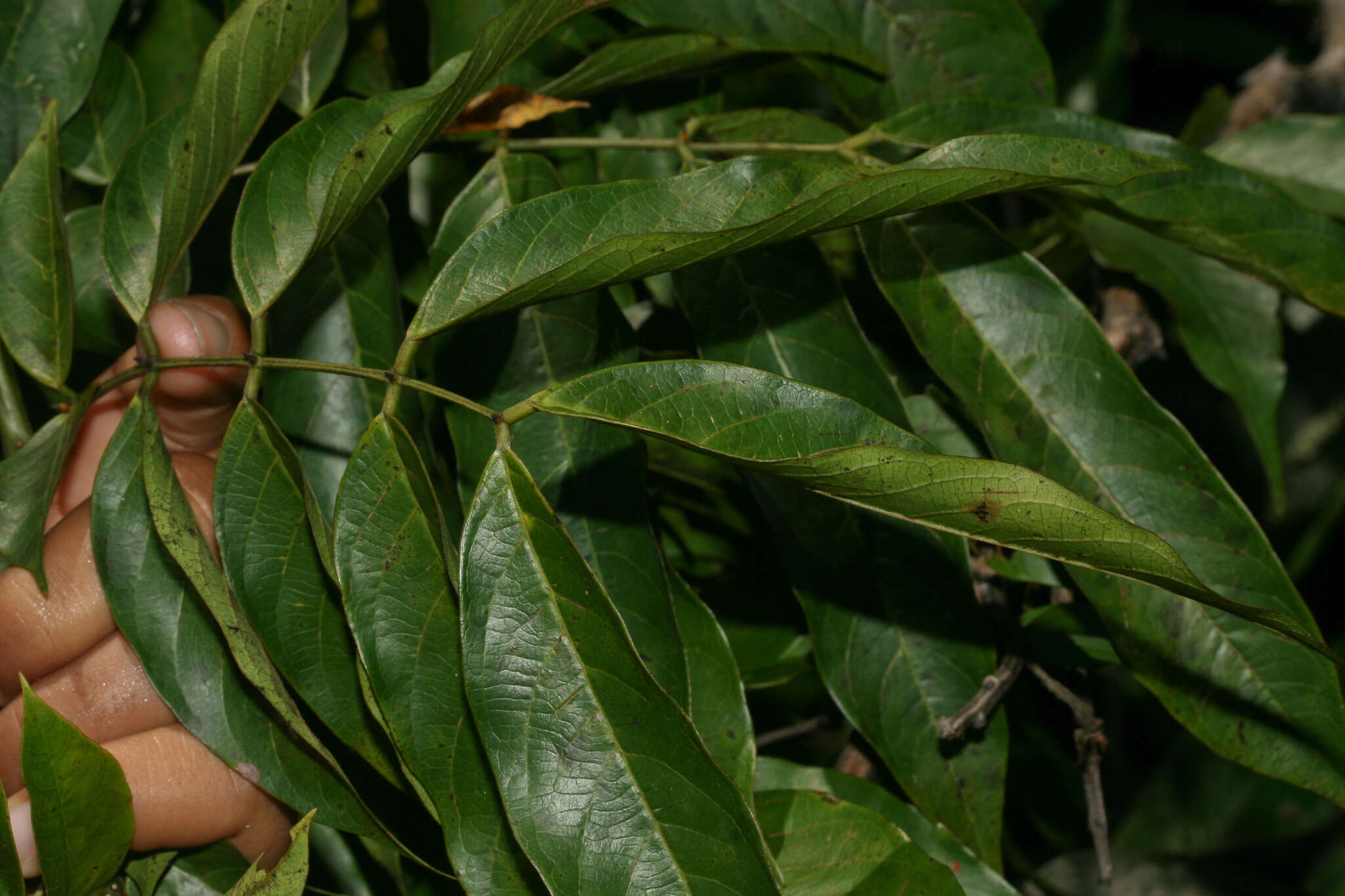 Image of Senna spinescens (Vogel) H. S. Irwin & Barneby