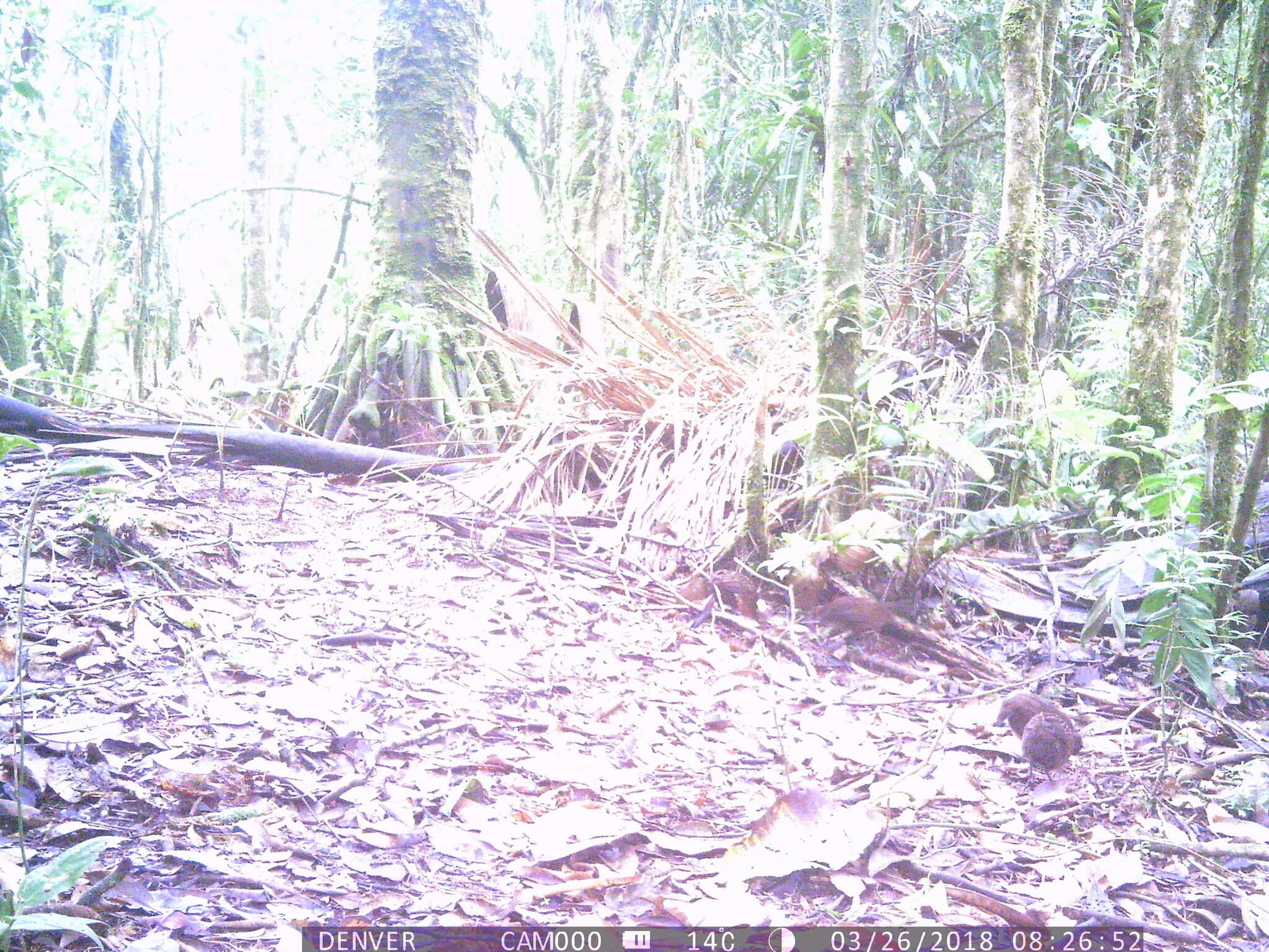 Image of Marbled Wood Quail