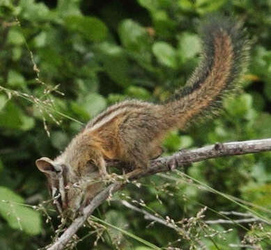 Image of Merriam’s Chipmunk