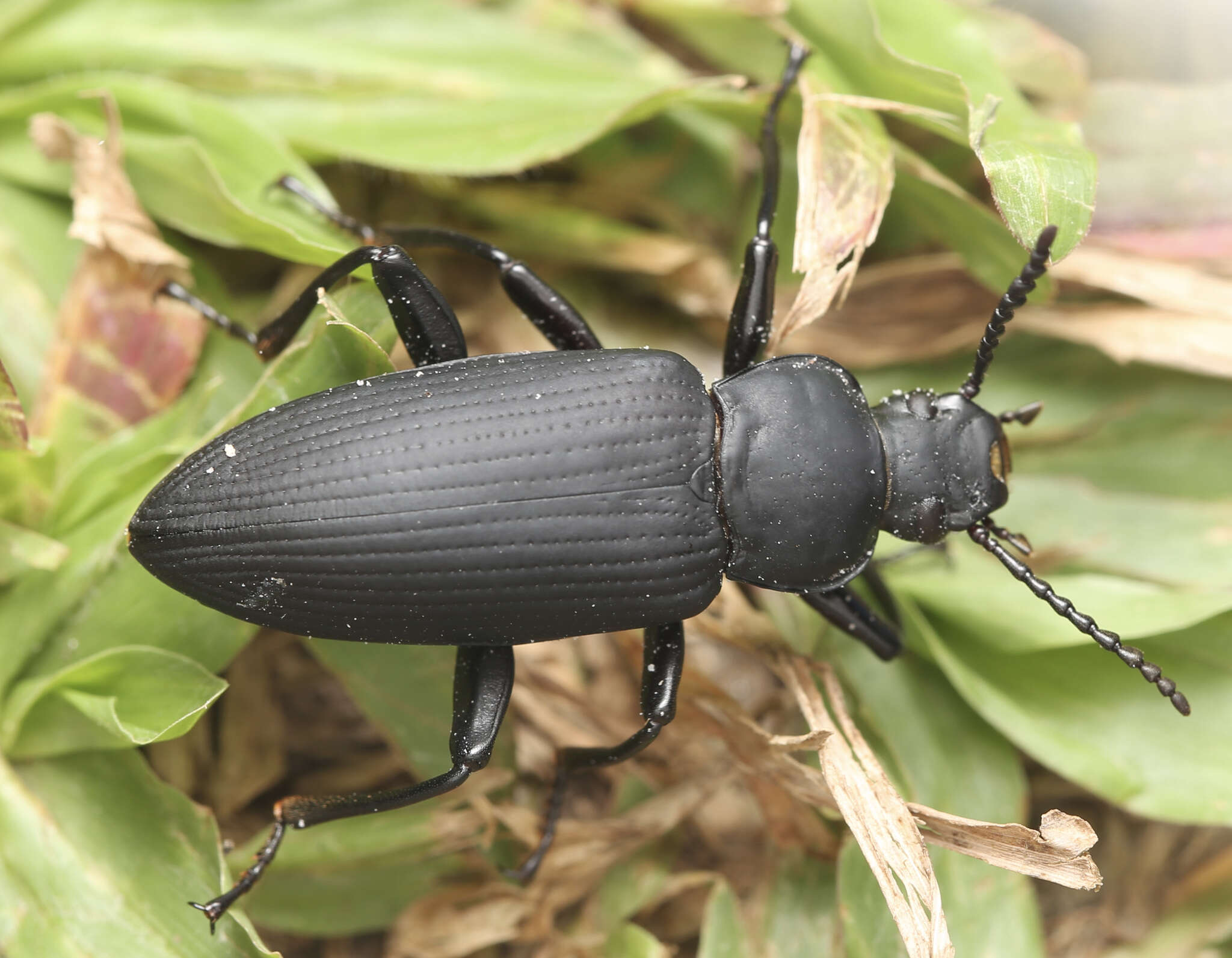 Image of Zophobas (Zophobas) atratus (Fabricius 1775)