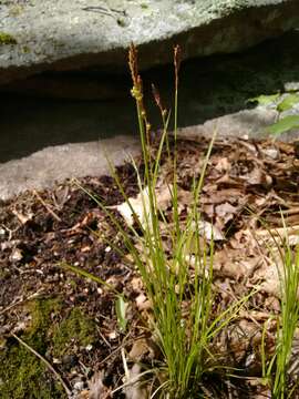 Image of Pennsylvania sedge