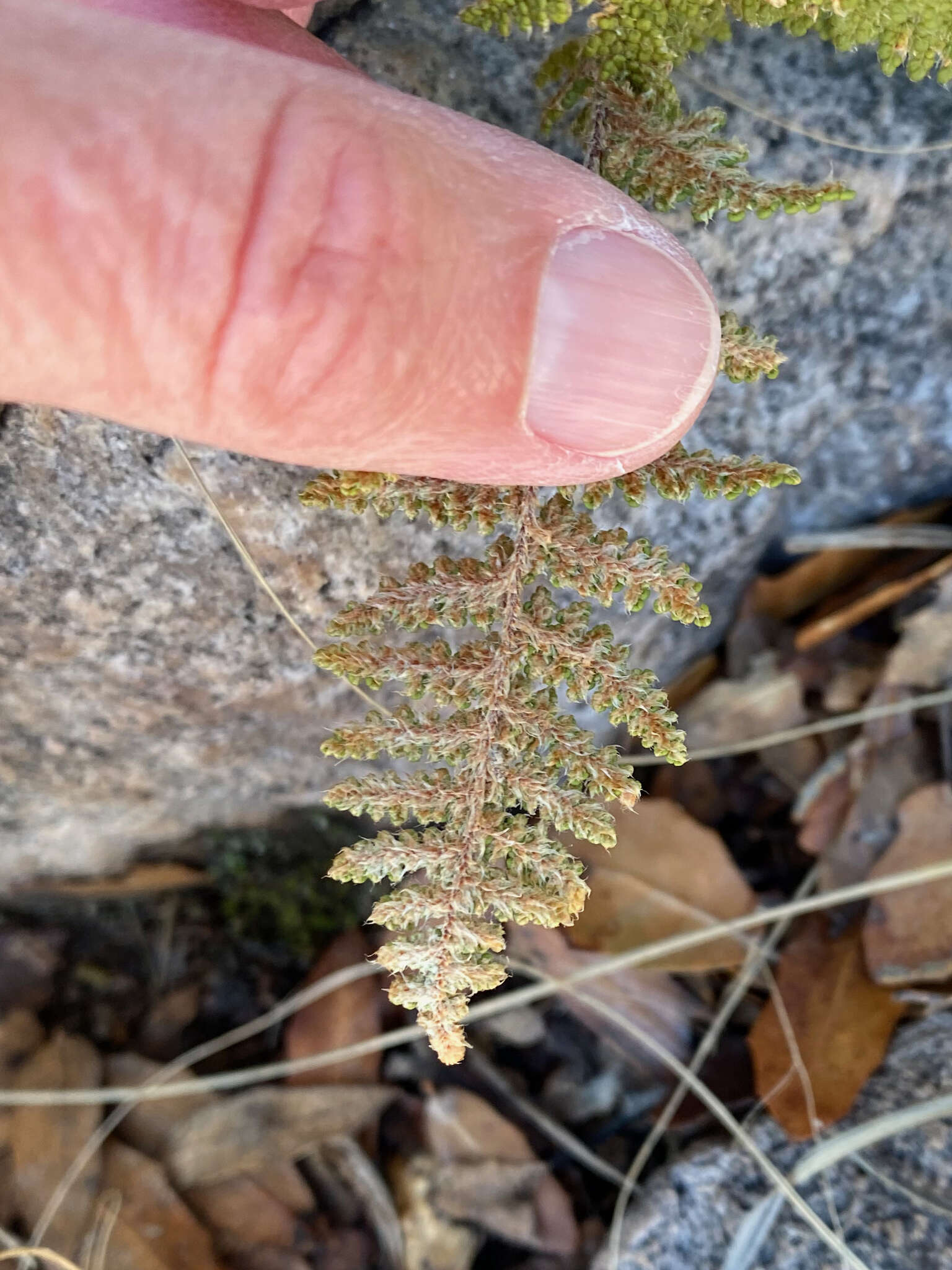 Image of beaded lipfern