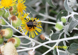 Imagem de Bombus bellicosus Smith 1879