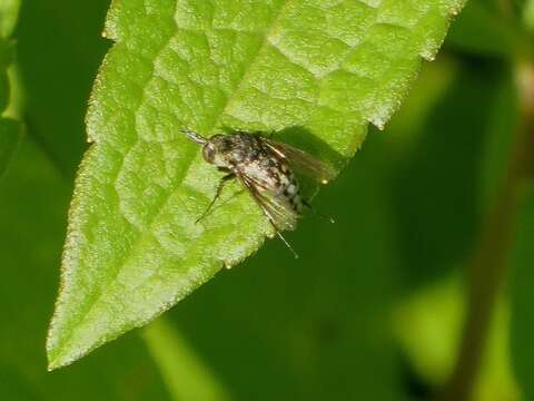 Image of Toxophora amphitea Walker 1849