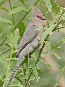 Image of Blue-naped Mousebird