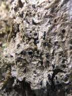 Image of scribble lichen