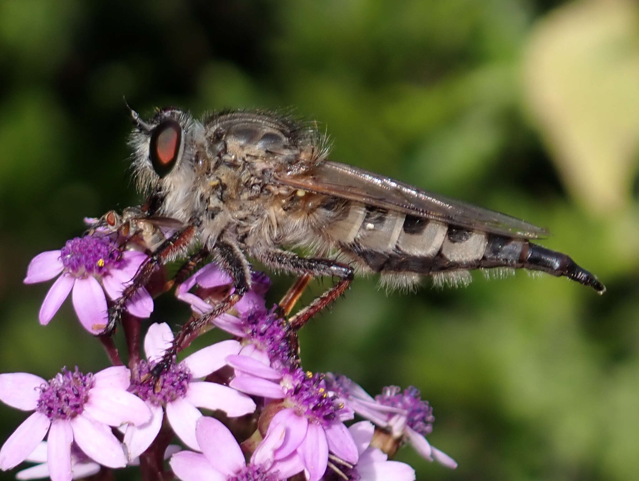 صورة Promachus palmensis Frey 1936