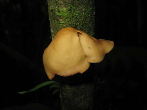 Слика од Polyporus epitheloides Nakasone 2015