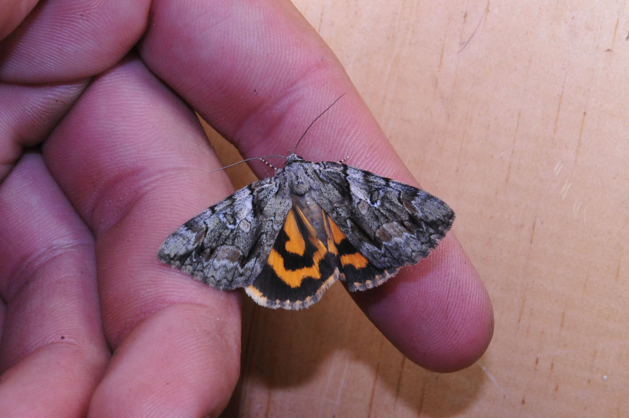 Image of Wonderful Underwing