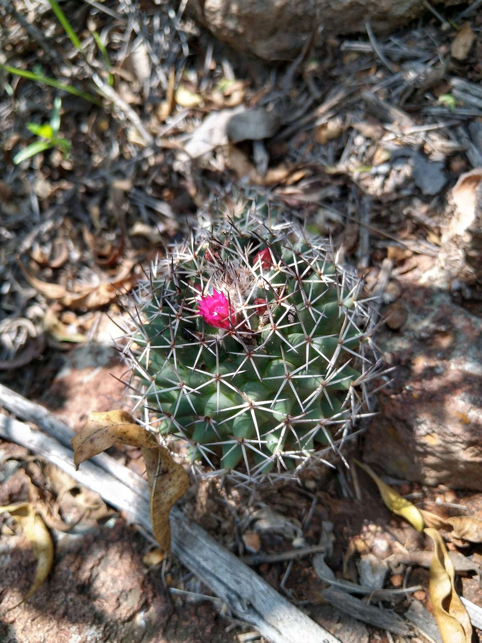 Imagem de Mammillaria polythele Mart.