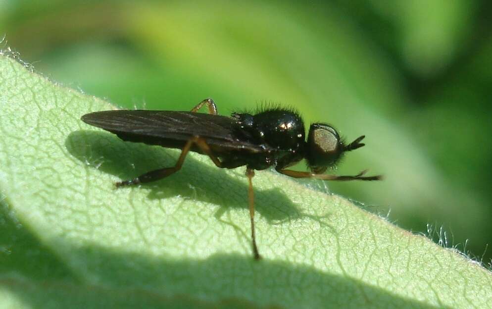 Image of Beris chalybata (Forster 1771)