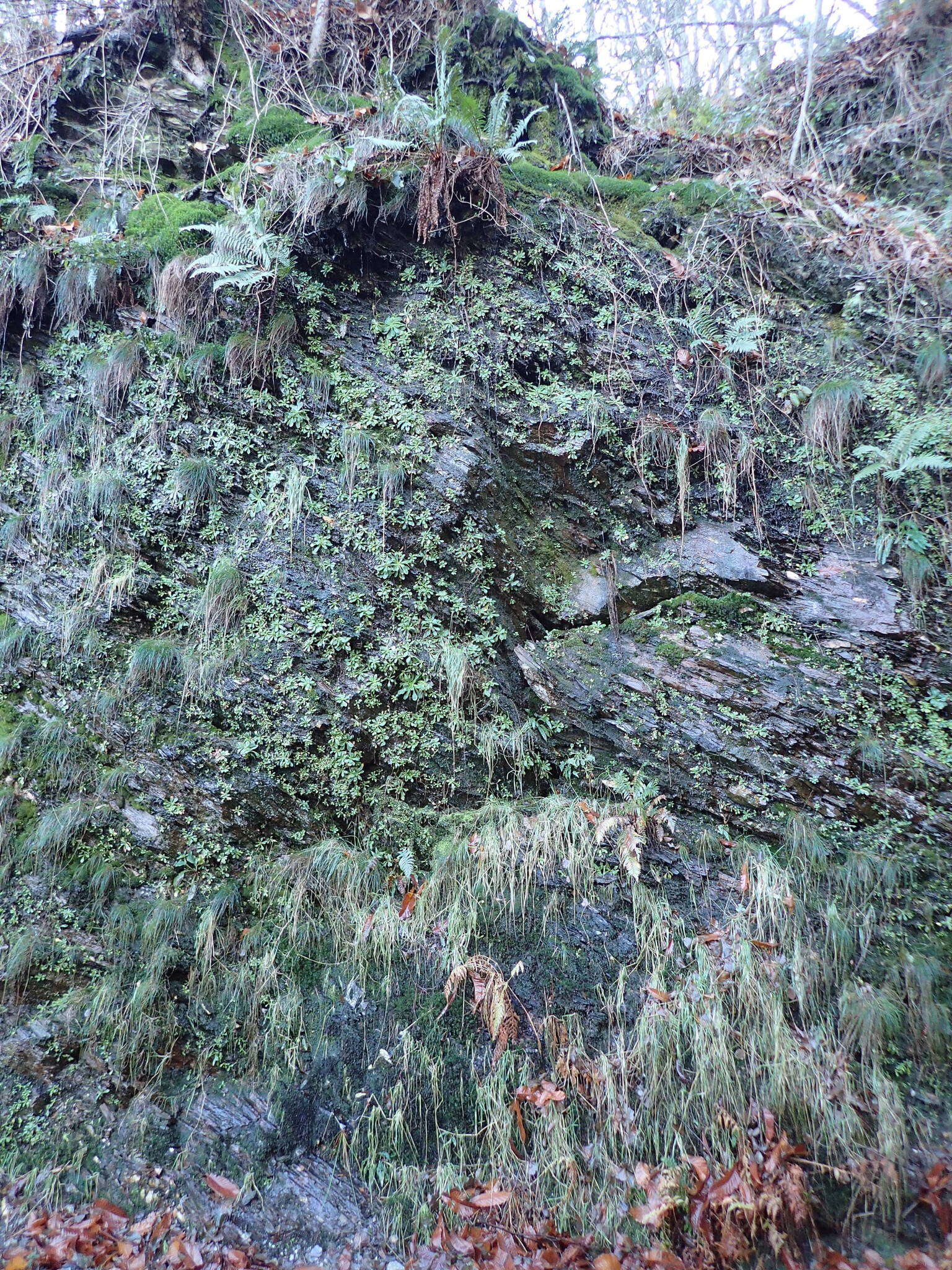 Imagem de Micranthes clusii (Gouan) Fern. Prieto, Vázquez, Vallines & Cires