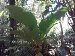 Image of Anthurium cubense Engl.