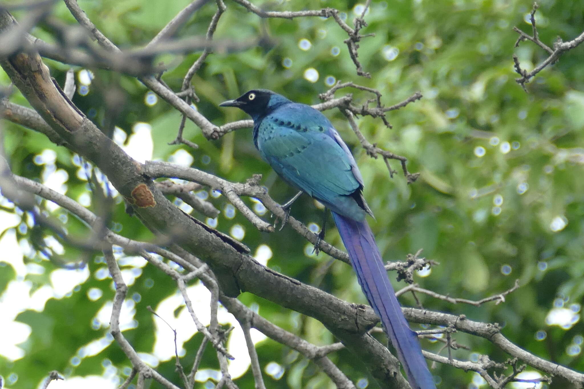 Image of Long-tailed Glossy Starling